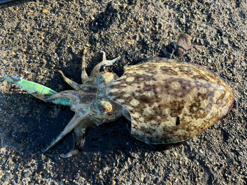 コウイカの釣果