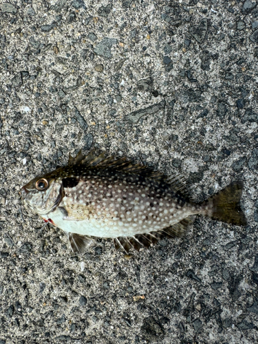 アイゴの釣果