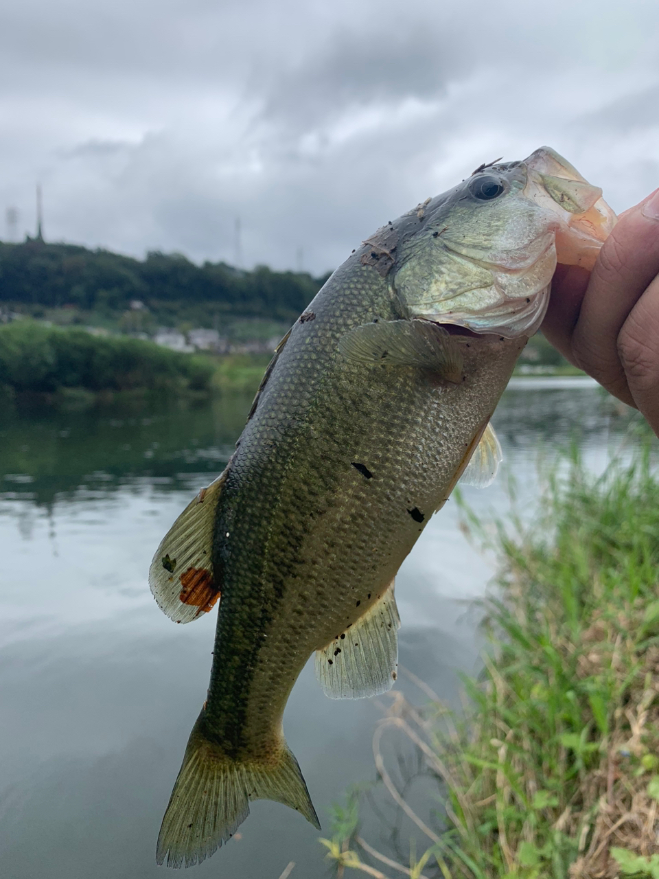 スモールマウスバス