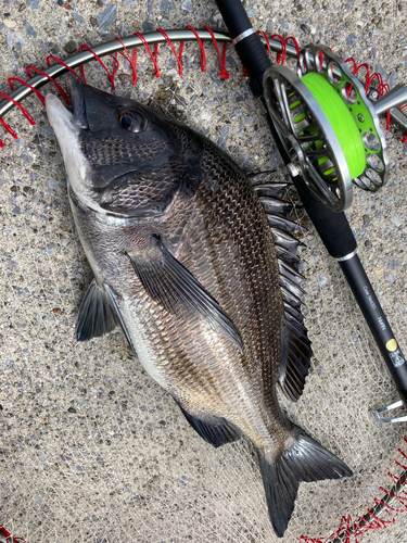 チヌの釣果