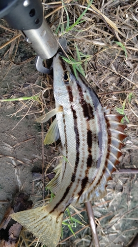 コトヒキの釣果