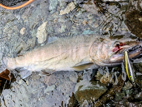 ヤマメの釣果