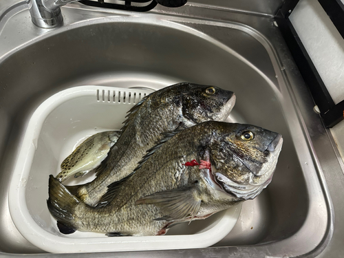 クロダイの釣果