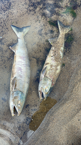 アキアジの釣果