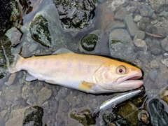 ヤマメの釣果