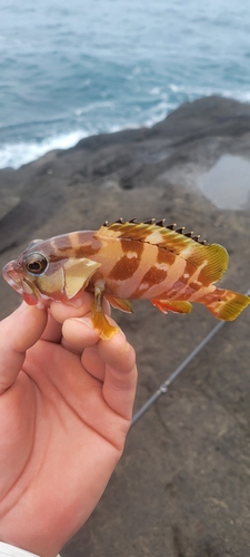 大房岬自然公園