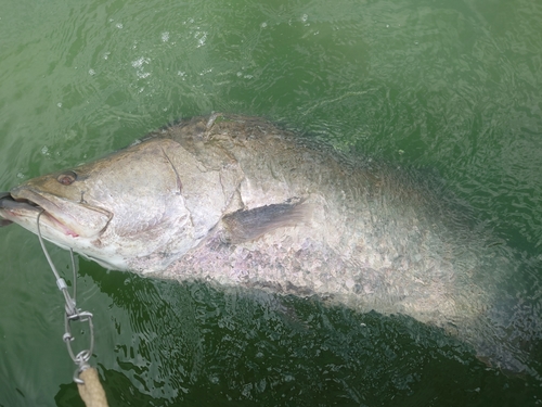 アカメの釣果