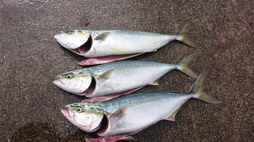 イナダの釣果