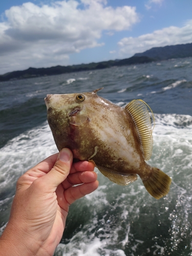 カワハギの釣果