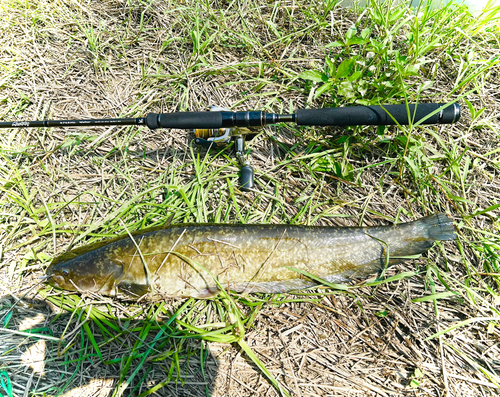 ニホンナマズの釣果