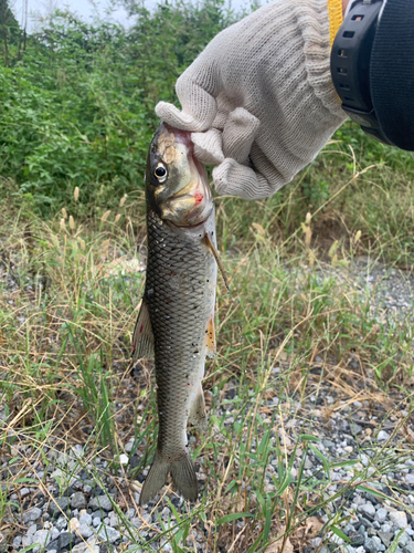 ニゴイの釣果