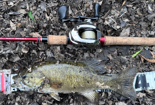 スモールマウスバスの釣果