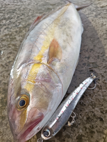 ショゴの釣果