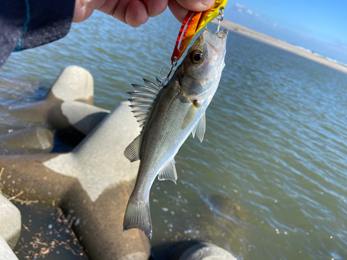 フッコ（マルスズキ）の釣果