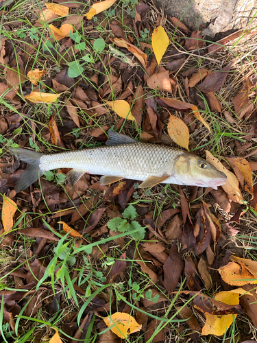 ニゴイの釣果