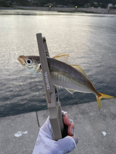 マアジの釣果