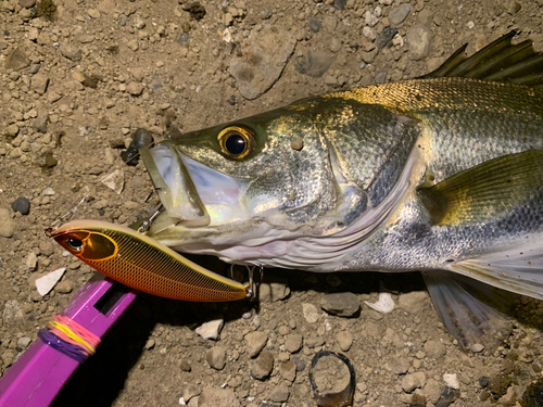 シーバスの釣果