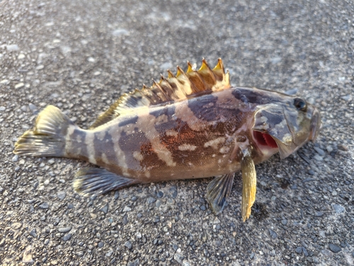 ムラソイの釣果