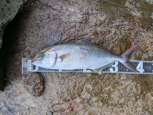 ネリゴの釣果