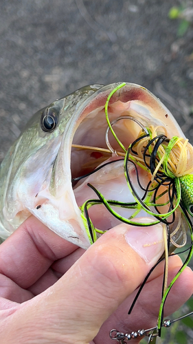 ブラックバスの釣果