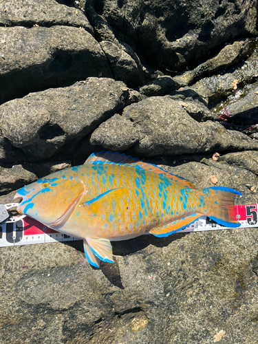 ヒブダイの釣果