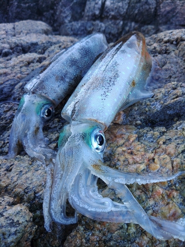 アオリイカの釣果