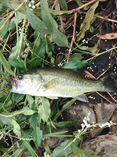 ラージマウスバスの釣果