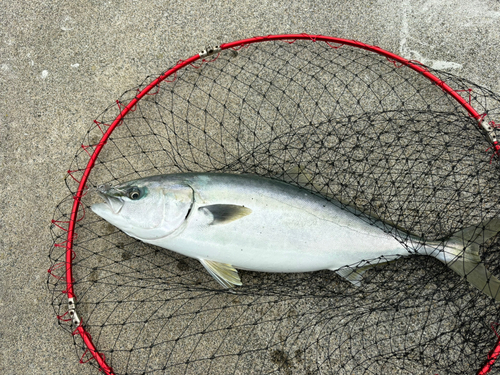 イナダの釣果