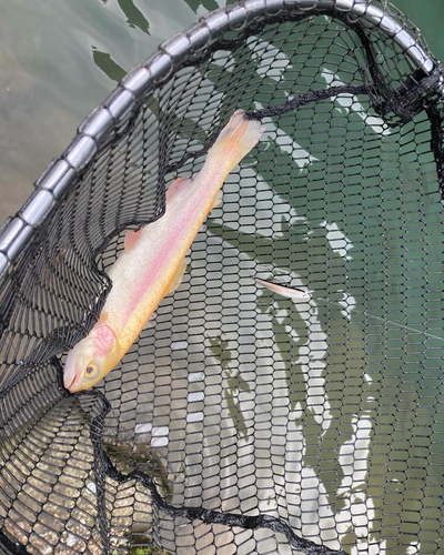 アルビノニジマスの釣果