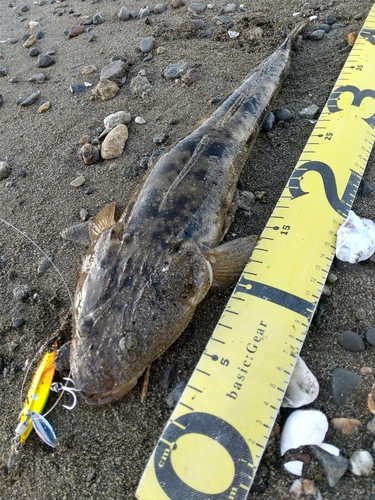 マゴチの釣果