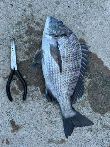 チヌの釣果