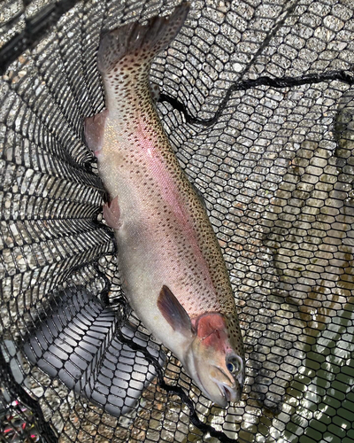 ニジマスの釣果