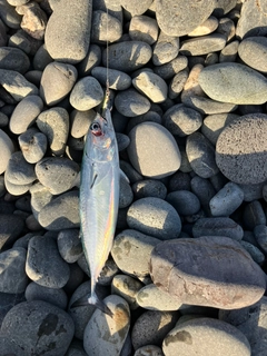 ソウダガツオの釣果