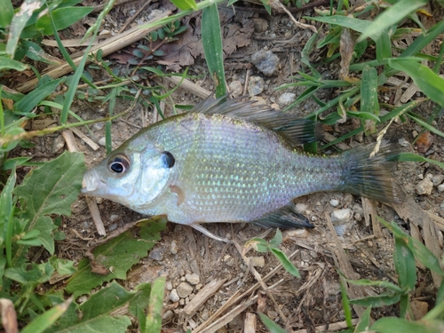 ブルーギルの釣果