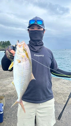 カンパチの釣果