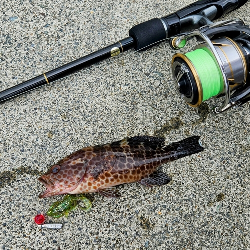 オオモンハタの釣果