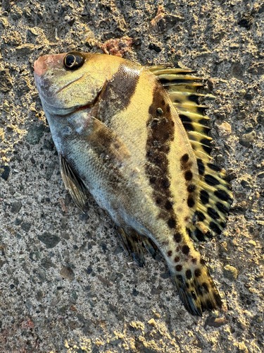 コショウダイの釣果