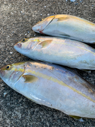 カンパチの釣果