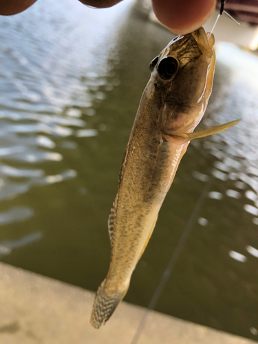 マハゼの釣果