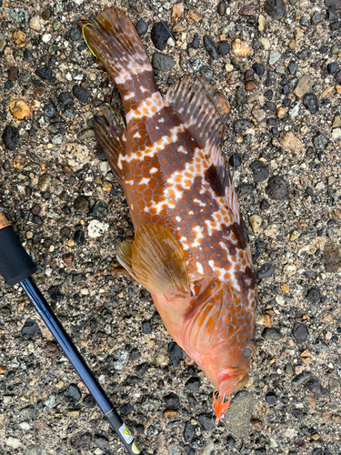 キジハタの釣果