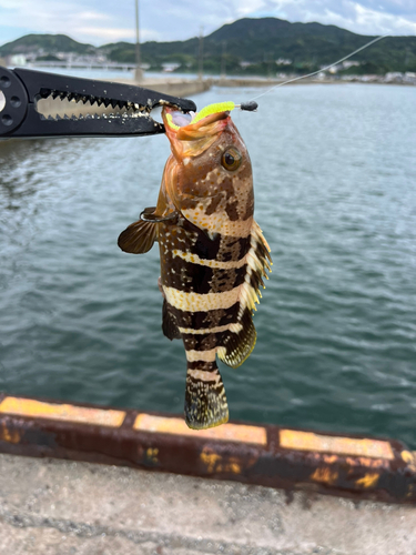 アオハタの釣果