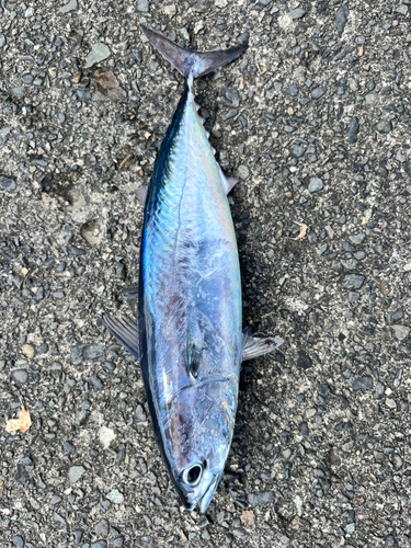 ヒラソウダの釣果