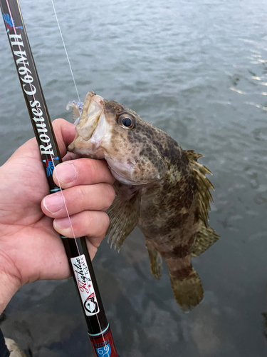 タケノコメバルの釣果