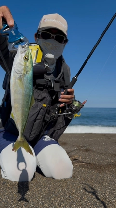 ワカシの釣果