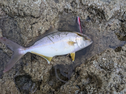 シオの釣果