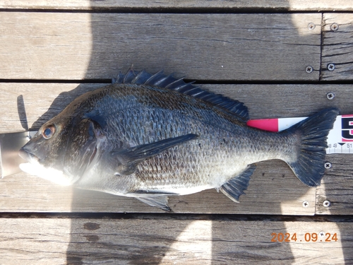 クロダイの釣果