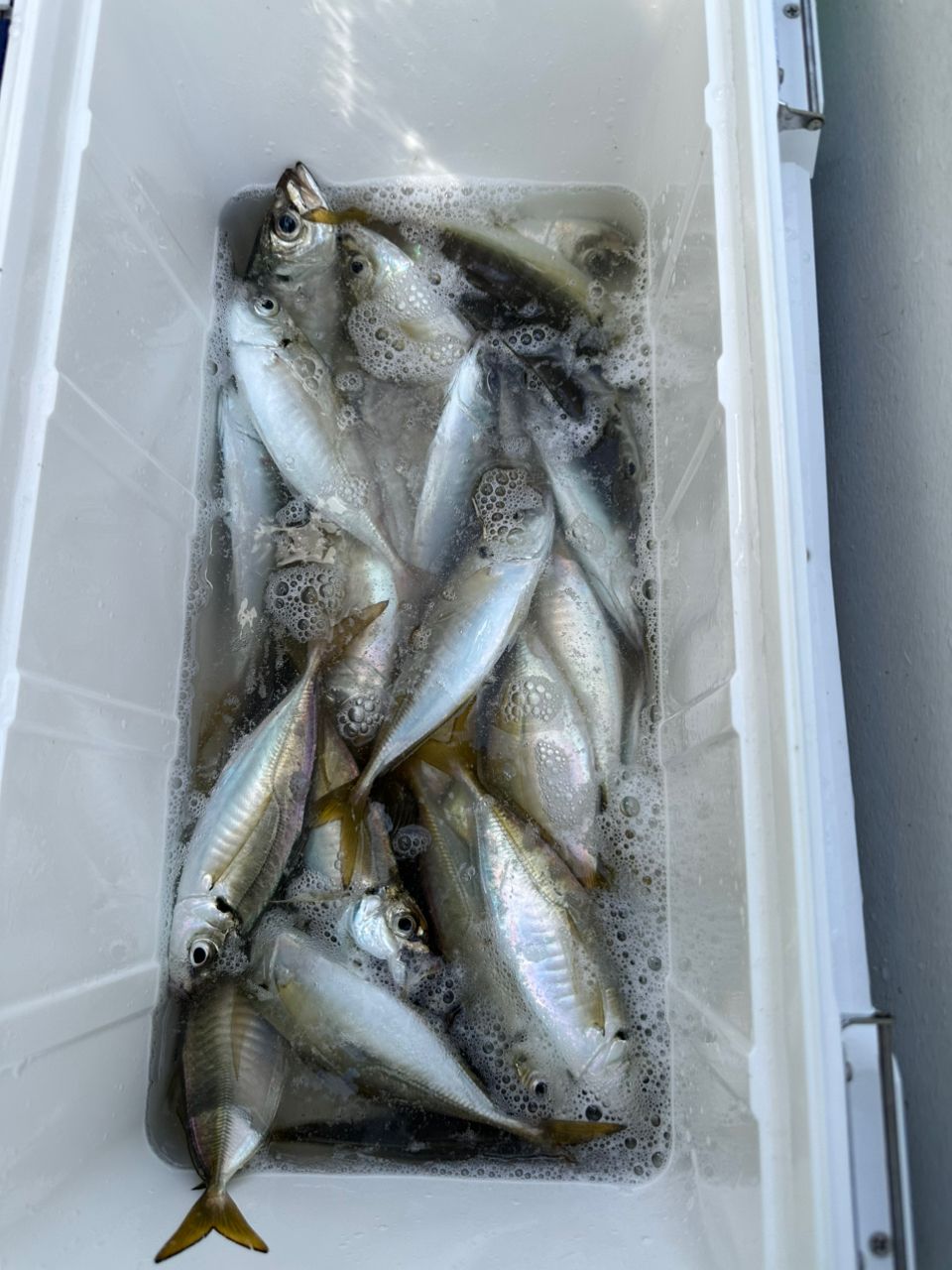 ちゅいんさんの釣果 1枚目の画像