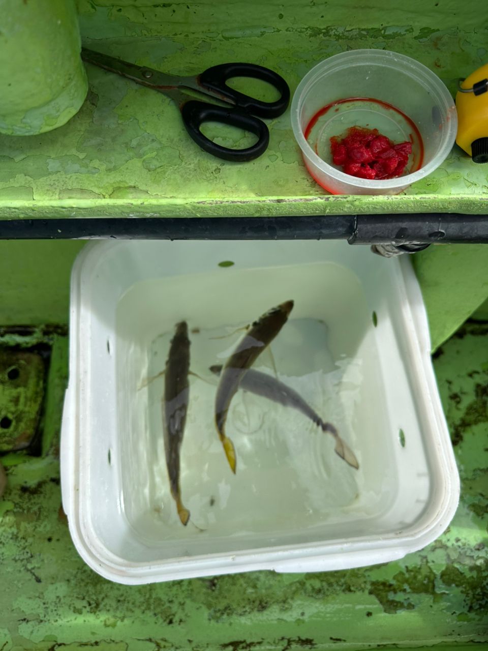 ちゅいんさんの釣果 2枚目の画像