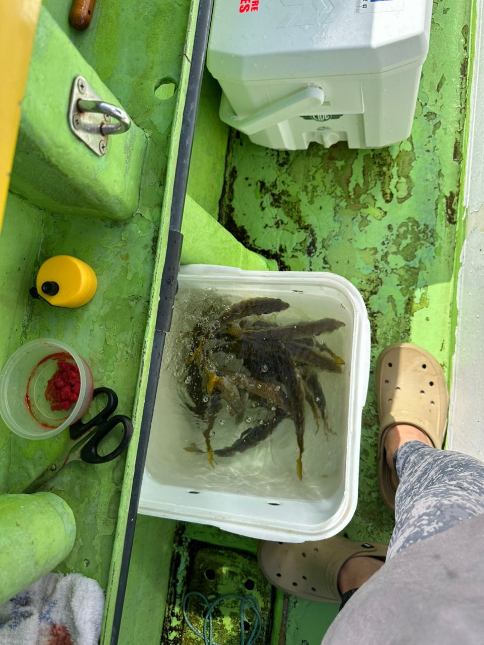 ちゅいんさんの釣果 3枚目の画像