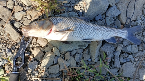 ニゴイの釣果